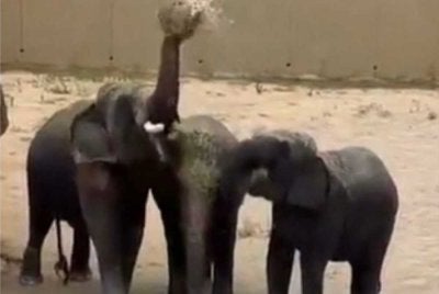 Pakar biologi gajah gesa Dara, Amoi, Kelat dibawa pulang ke Kuala Gandah kerana bimbang kebanikan tiga ekor gajah itu di Tennoji Zoo, Osaka.