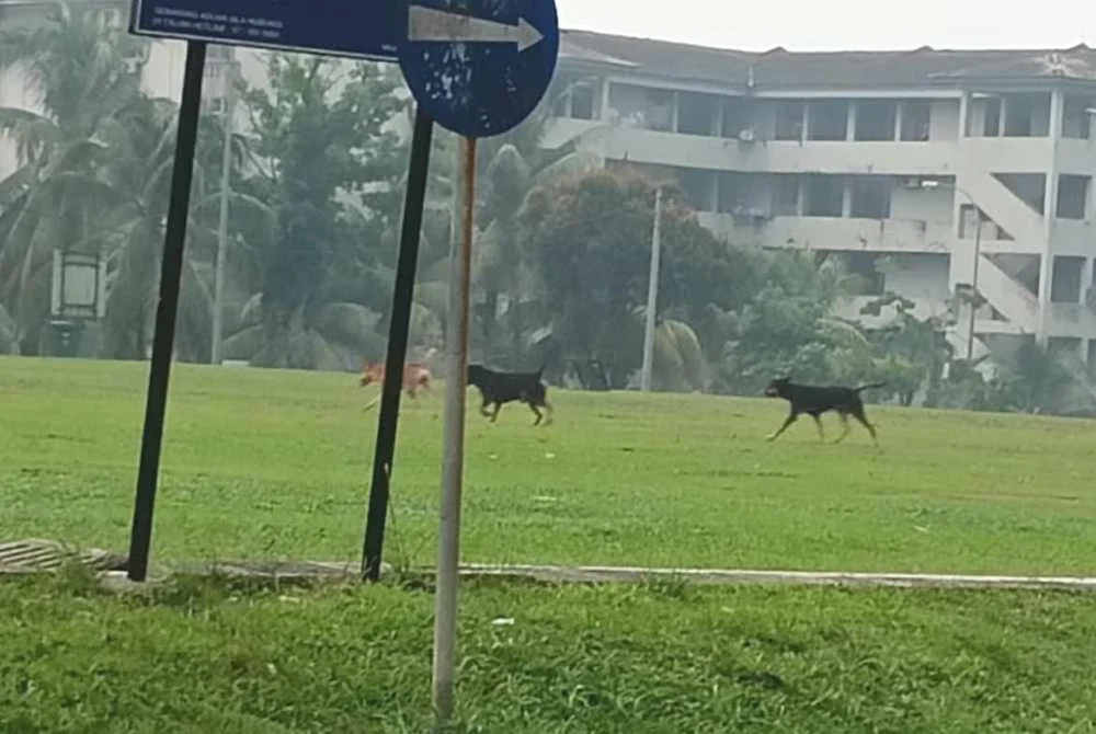 Anjing liar berkeliaran di taman permainan berhampiran flat Lima Kedai Iskandar Puteri.