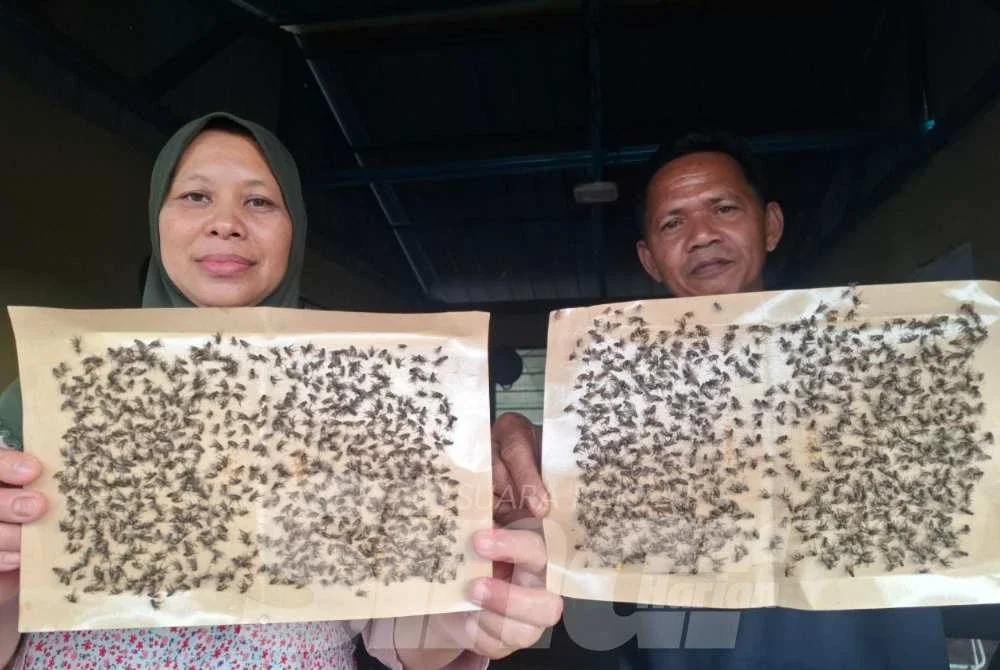 Roslan Daud, 56, dan isteri, Fadilah Abdul Karim, 50, menunjukkan pelekat lalat yang digunakan di kedai makannya di Kampung Changkat Tualang.
