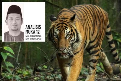 Harimau Malaya antara spesies paling terancam apabila populasinya di habitat liar dianggarkan hanya sekitar 150 ekor. Foto hiasan