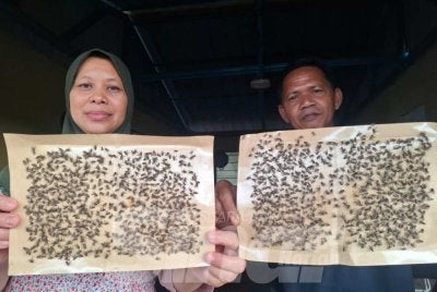 Roslan Daud, 56, dan isteri, Fadilah Abdul Karim, 50, menunjukkan pelekat lalat yang digunakan di kedai makannya di Kampung Changkat Tualang.