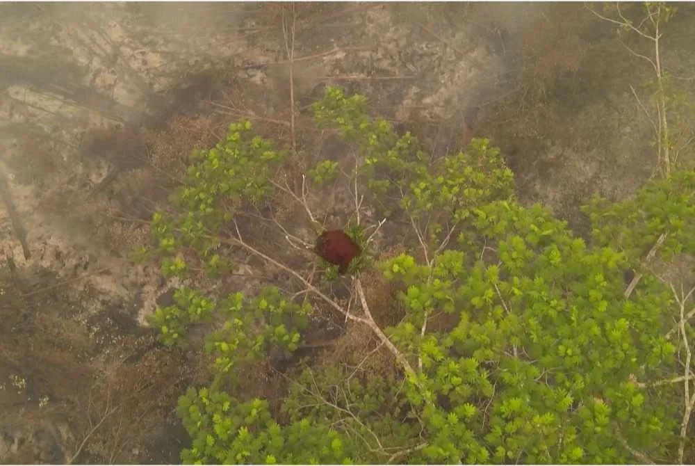 Novita berada di atas pokok dalam keadaan kawasan sekitarnya diselubungi asap kebakaran hutan.