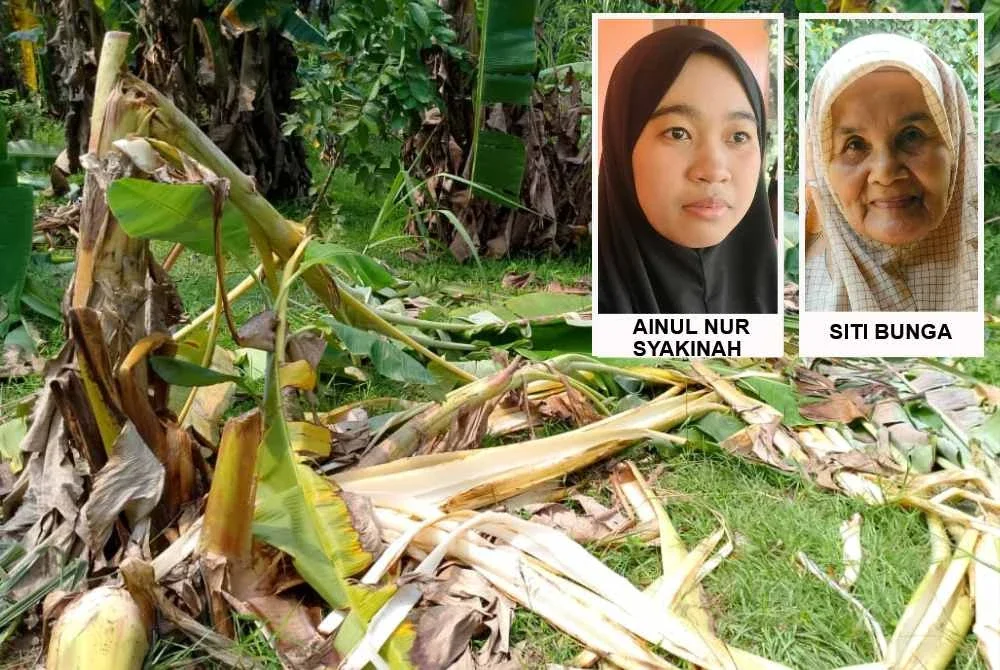 Keadaan kebun pisang milik penduduk yang diserang gajah.