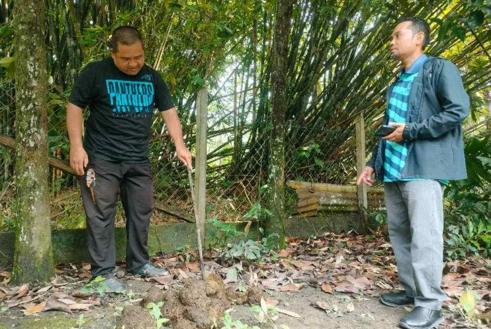 Mohamad Rizam (kiri) menunjukkan najis gajah di halaman rumah penduduk di Kampung Charok Kapas.