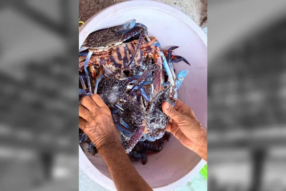 Ketam segar yang ditangkap di perairan kampung Patau- Patau Dua, di sini.