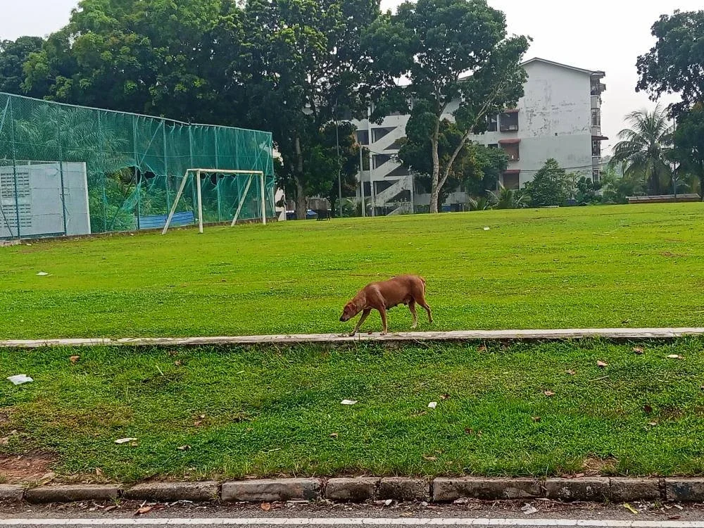 Anjing berkeliaran di kawasan taman permainan di Taman Perumahan Rakyat Lima Kedai, Iskandar Puteri ketika tinjauan dilakukan pada pagi Selasa.