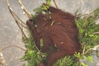 Novita dirakam di atas pokok ketika kebakaran hutan dan tanah melanda Katune, Kalimantan Tengah.
