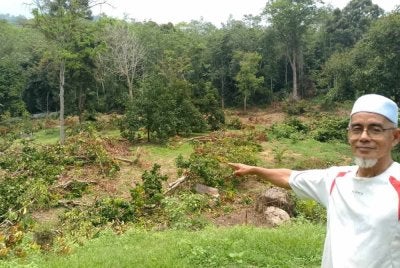 Mohd Noor menunjukkan kebun dokong yang musnah diserang gajah. SITI BUNGA
AINUL NUR SYAKINAH