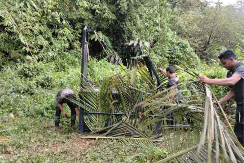 Anggota Perhilitan sedang memasang perangkap bagi menangkap harimau selepas menerima aduan daripada penduduk. Foto:Ihsan penduduk