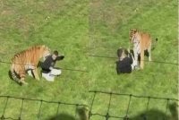 Kejadian itu turut dirakamkan pengunjung lain di Taman Hidupan Liar Yorkshire. - Foto Agensi