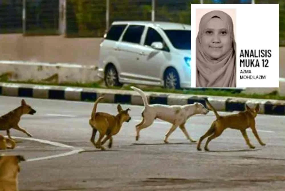 Pihak berkuasa tempatan (PBT) perlu dipertanggungjawabkan bagi pengurusan anjing berkeliaran dalam kawasan pentadbirannya. Foto hiasan 