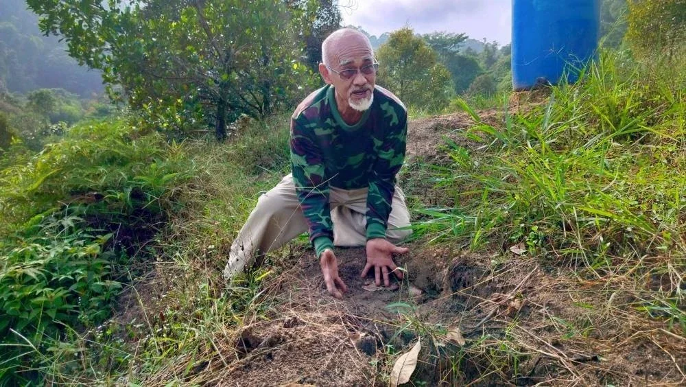 Omar menunjukkan tapak kaki gajah yang memasuki kawasan kebunnya.