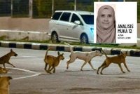 Pihak berkuasa tempatan (PBT) perlu dipertanggungjawabkan bagi pengurusan anjing berkeliaran dalam kawasan pentadbirannya. Foto hiasan 
