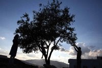 Kebanyakan petani Palestin memulakan tuaian buah zaitun lebih awal demi menyelamatkan hasil tanaman mereka. - AFP