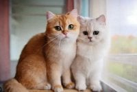 Kucing dan anjing terdedah kepada risiko kesihatan akibat jerebu. Gambar hiasan 