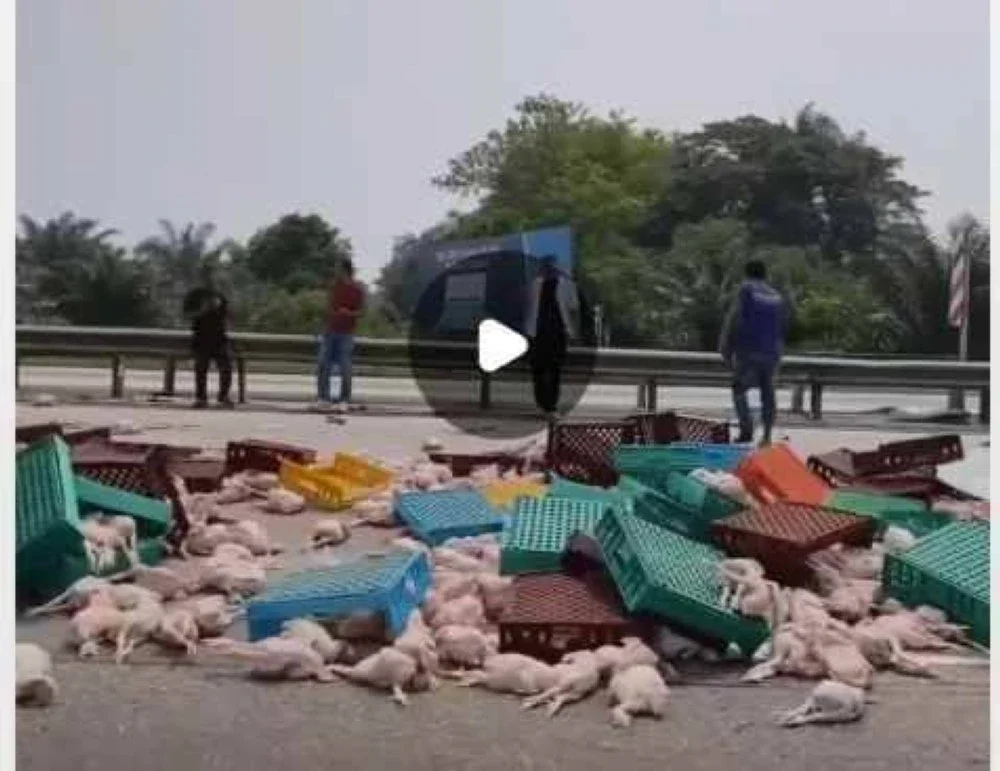 Tular rakaman video memaparkan muatan ayam segar dibawa sebuah lori bertaburan di lebuh raya berhampiran Hulu Selangor akibat kemalangan.