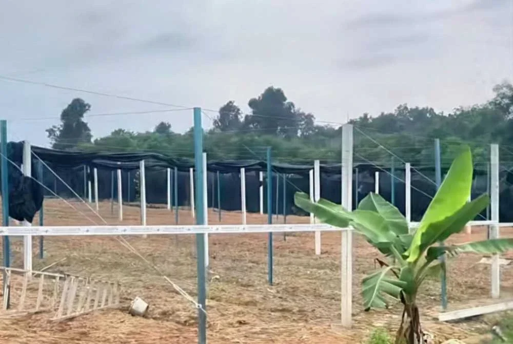 Kawasan tanaman sireh serta penempatan etnik Rohingya di atas tanah pertanian di Kampung Padang Guchil, Tanah Merah telah disita pada Khamis.