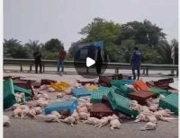 Tular rakaman video memaparkan muatan ayam segar dibawa sebuah lori bertaburan di lebuh raya berhampiran Hulu Selangor akibat kemalangan.