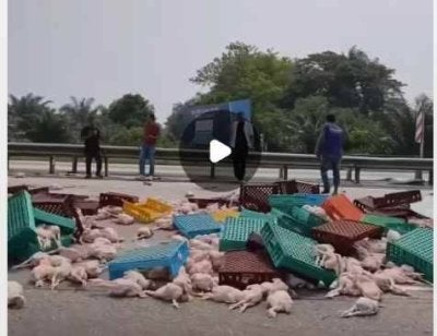 Tular rakaman video memaparkan muatan ayam segar dibawa sebuah lori bertaburan di lebuh raya berhampiran Hulu Selangor akibat kemalangan.