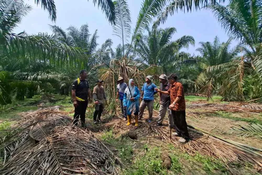 Pemilik kebun sawit di Kampung Perlop 1, Sungai Siput semakin kehilangan modal untuk mengusahakan semula tanaman mereka susulan kehadiran gajah liar sejak dua bulan lalu.