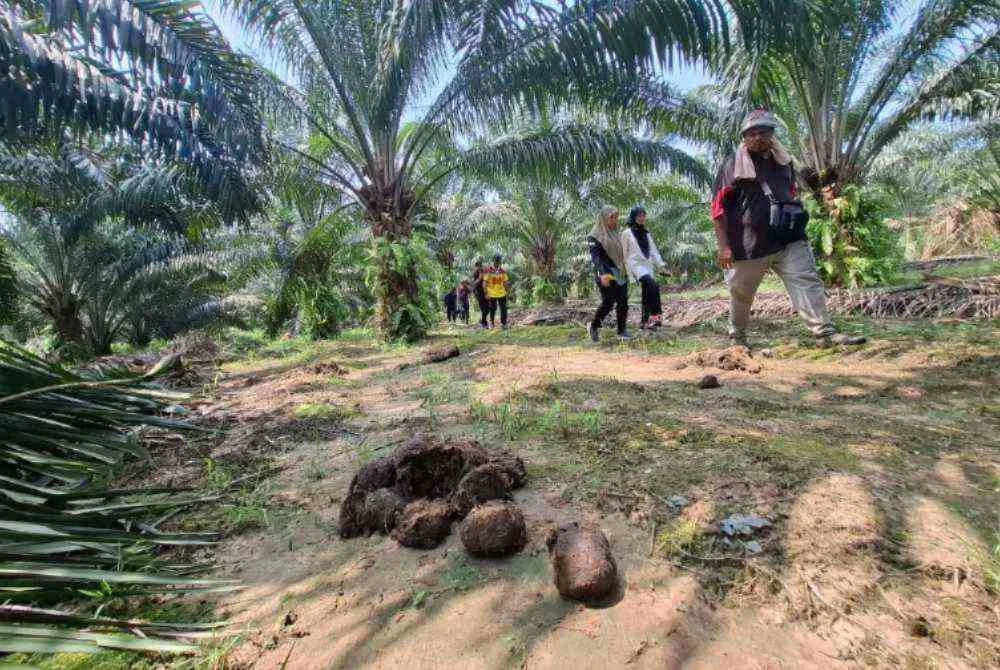 Kehadiran gajah dapat diketahui melalui kesan tapak kaki, najis dan pelepah sawit yang ditarik atau dirosakkan.
