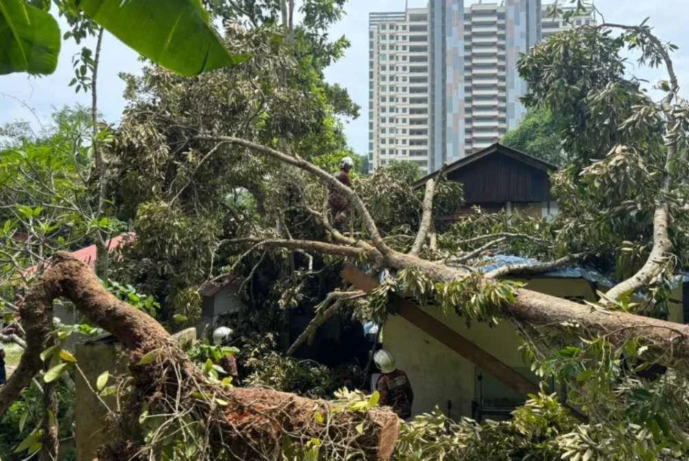 Anggota bomba bertungkus-lumus melakukan kerja-kerja pemotong pokok yang menghempap rumah mangsa. - FOTO: Bomba 