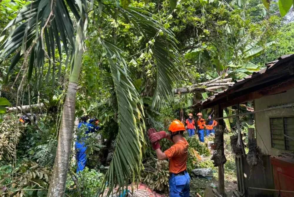 Anggota APM turut membantu dalam kerja-kerja pemotongan dan pembersihan pokok tumbang. - FOTO: Bomba 