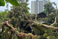 Anggota bomba bertungkus-lumus melakukan kerja-kerja pemotong pokok yang menghempap rumah mangsa. - FOTO: Bomba 