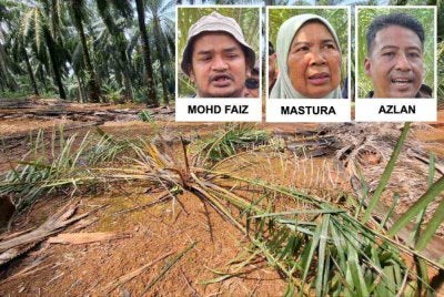Kehadiran gajah liar bukan sahaja merosakkan daun sawit, malah menarik pucuk pokok sehingga menjejaskan pertumbuhan dan menyebabkan tanaman mati.