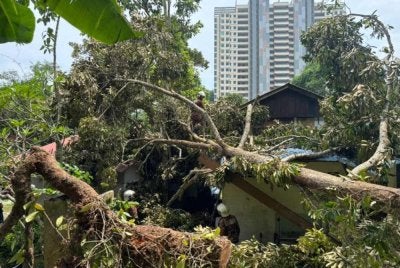 Anggota bomba bertungkus-lumus melakukan kerja-kerja pemotong pokok yang menghempap rumah mangsa. - FOTO: Bomba 