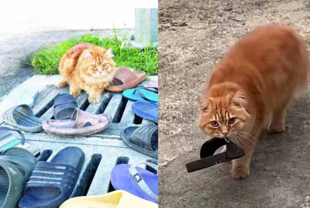 Kucing berwarna oren yang pernah tular kerana gemar ‘mencuri’ selipar jiran dilaporkan hilang selepas beberapa hari tidak pulang ke rumah.