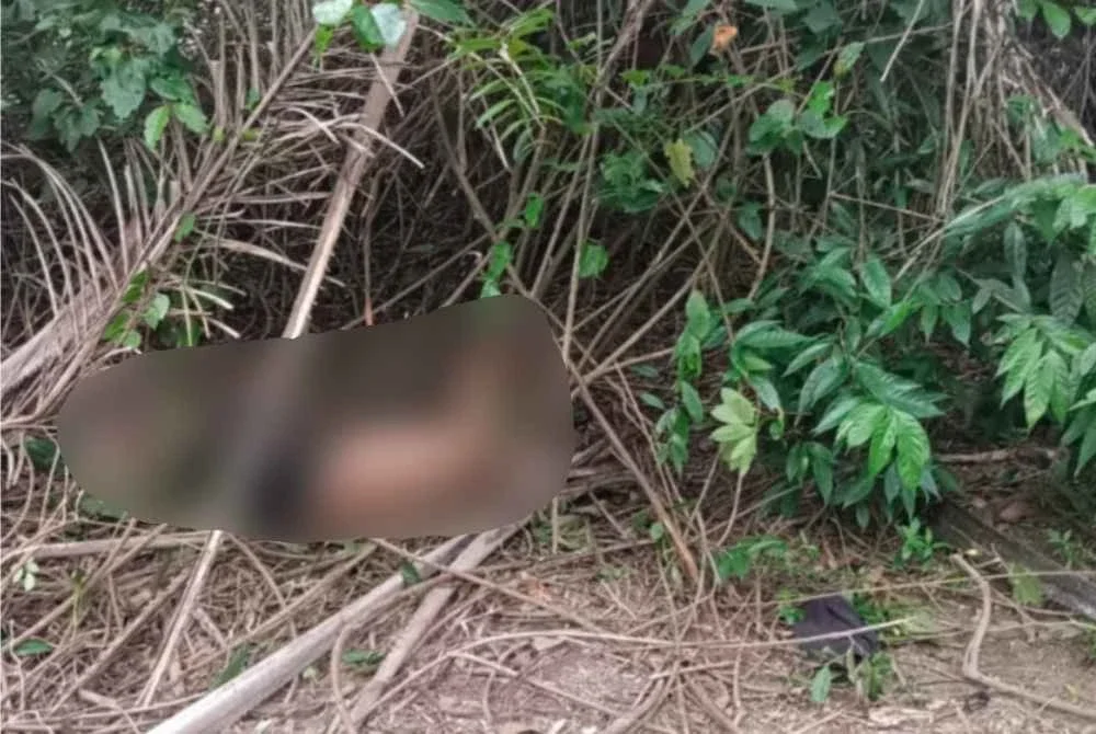 Mangsa ditemui dalam keadaan terbaring di tepi semak dalam kebun sawit Kampung Tebing Tinggi, Felda Triang 3 di sini.
