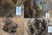 Penemuan enam kesan tapak kaki dinosaur disahkan ahli paleontologi. Foto Agensi