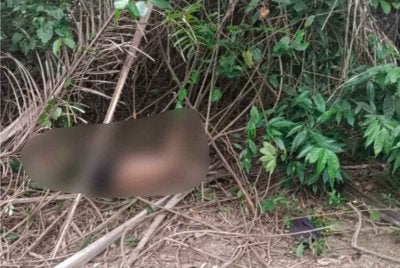 Mangsa ditemui dalam keadaan terbaring di tepi semak dalam kebun sawit Kampung Tebing Tinggi, Felda Triang 3 di sini.