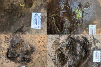 Penemuan enam kesan tapak kaki dinosaur disahkan ahli paleontologi. Foto Agensi