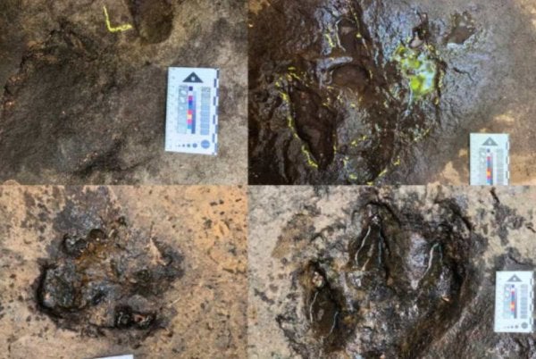 Penemuan enam kesan tapak kaki dinosaur disahkan ahli paleontologi. Foto Agensi