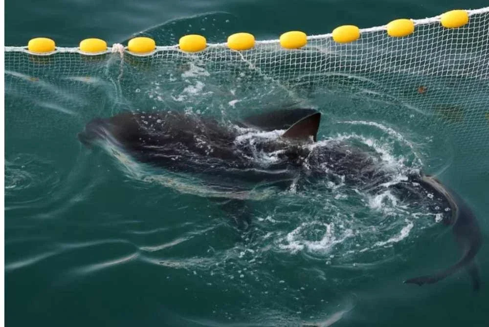Seekor jerung yang diberi nama julukan Bukangi berenang di dalam terusan semasa operasi untuk membimbing jerung tersebut keluar dari terusan di Pelabuhan Utara di Busan, Korea Selatan. - Agensi