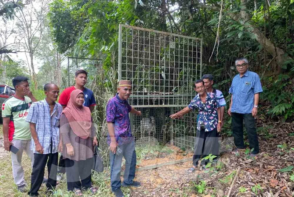 Penduduk dan penoreh menunjukkan perangkap harimau yang dipasang oleh Perhilitan di dalam kebun getah di Kampung Gajah Mati, Kuala Krai. Foto:SINAR HARIAN/HAZELEN LIANA KAMARUDIN
