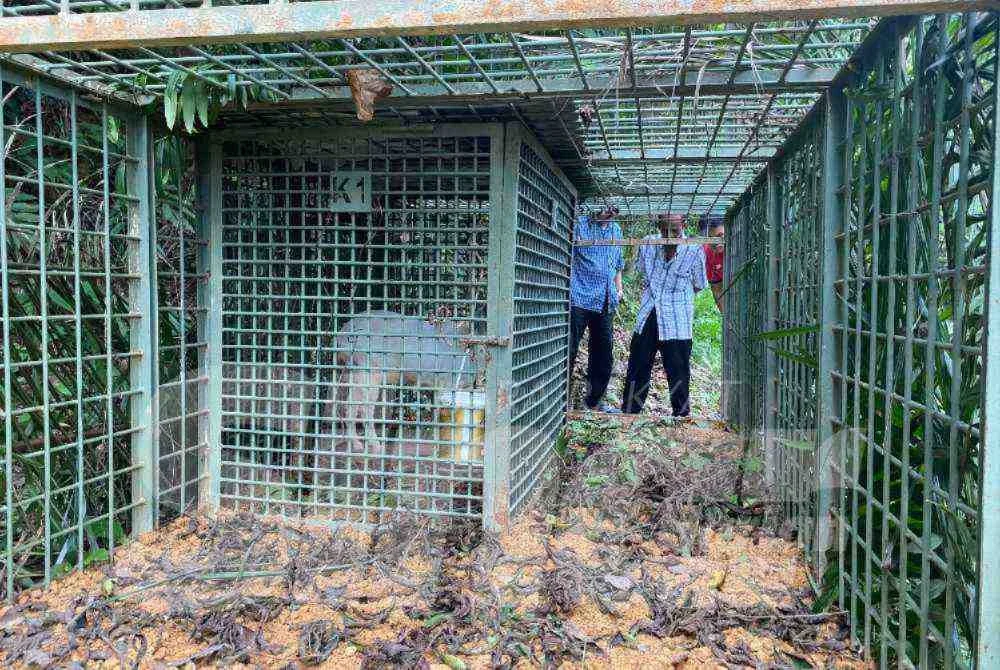 Kambing yang disumbangkan oleh penduduk dijadikan umpan untuk memerangkap harimau yang berkeliaran di kebun getah.
Foto:SINAR HARIAN/HAZELEN LIANA KAMARUDIN