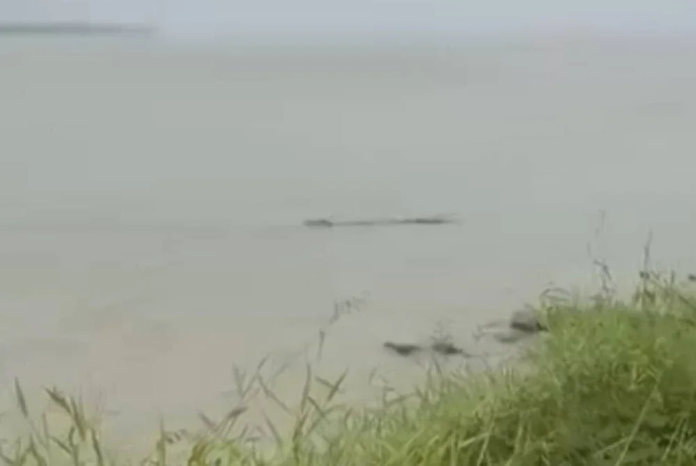Penampakan seekor buaya bersaiz tiga meter berdekatan Kampung Pasang Api, Bagan Datuk. Foto tangkap layar video tular