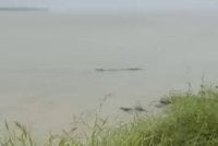 Penampakan seekor buaya bersaiz tiga meter berdekatan Kampung Pasang Api, Bagan Datuk. Foto tangkap layar video tular