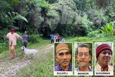 Lebih 100 penoreh getah di empat kampung di Kuala Krai terpaksa menghentikan rutin mencari rezeki sejak hampir dua minggu lalu selepas kemunculan seekor ibu harimau belang bersama anaknya mencetuskan kebimbangan penduduk.Foto:SINAR HARIAN/HAZELEN LIANA KAMARUDIN