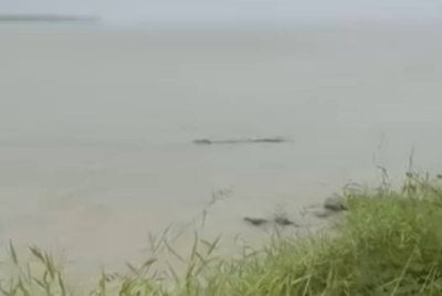 Penampakan seekor buaya bersaiz tiga meter berdekatan Kampung Pasang Api, Bagan Datuk. Foto tangkap layar video tular