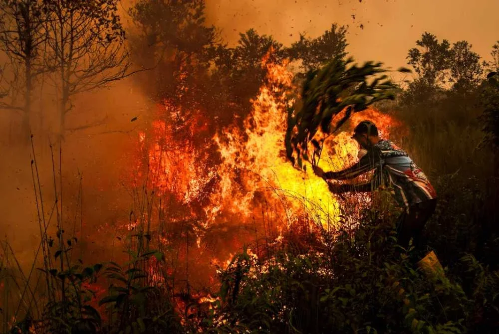 Seorang lelaki menggunakan dahan pokok untuk cuba memadamkan kebakaran tanah gambut di Palangkaraya, Kalimantan Tengah. Foto AFP