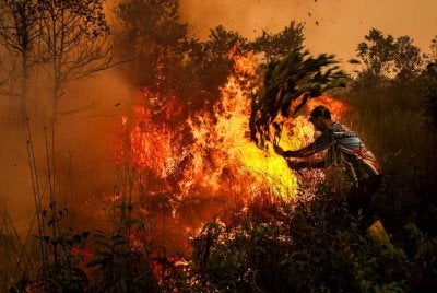Seorang lelaki menggunakan dahan pokok untuk cuba memadamkan kebakaran tanah gambut di Palangkaraya, Kalimantan Tengah. Foto AFP