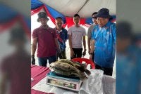 Adnan (kanan) menimbang hasil tangkapan peserta Program Mitigasi Ikan Asing di Empangan Klau, Raub. Foto : DOF