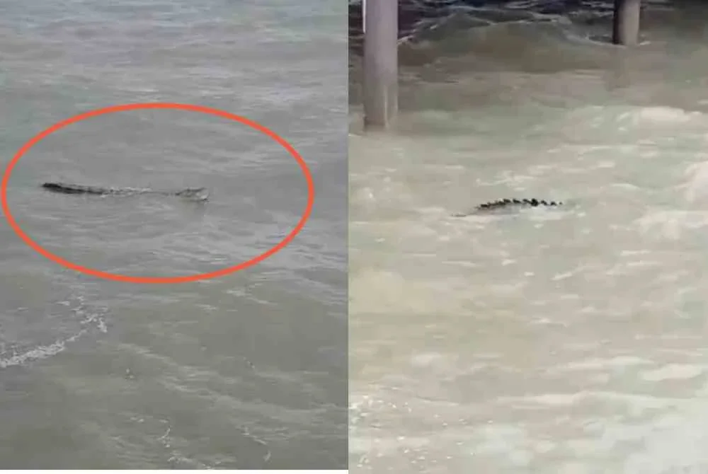 Tangkap layar rakaman video tular memaparkan penampakan buaya di Pantai Bagan Lalang.