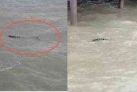 Tangkap layar rakaman video tular memaparkan penampakan buaya di Pantai Bagan Lalang.