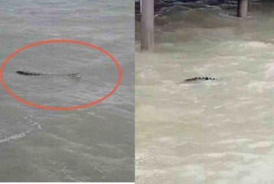 Tangkap layar rakaman video tular memaparkan penampakan buaya di Pantai Bagan Lalang.