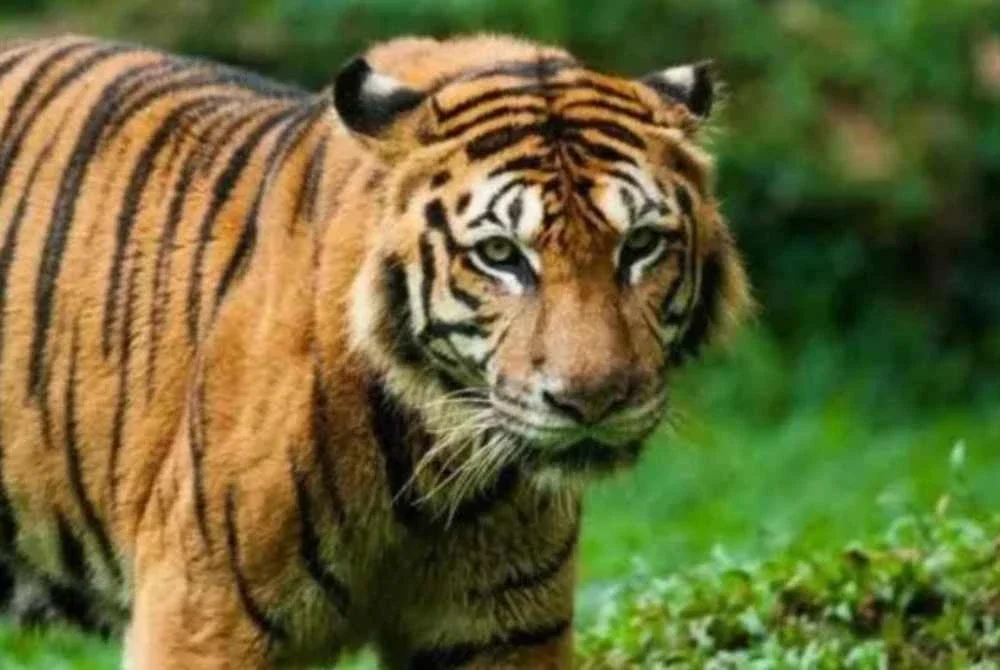 Kesan tapak kaki dipercayai milik seekor harimau belang ditemui di kawasan Felda Lepang Nenering, Pengkalan Hulu, Gerik pada 26 Oktober lepas. Gambar hiasan